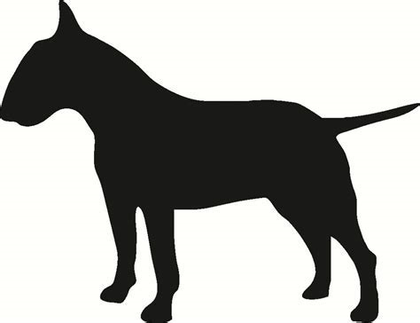 Bull Terrier 1