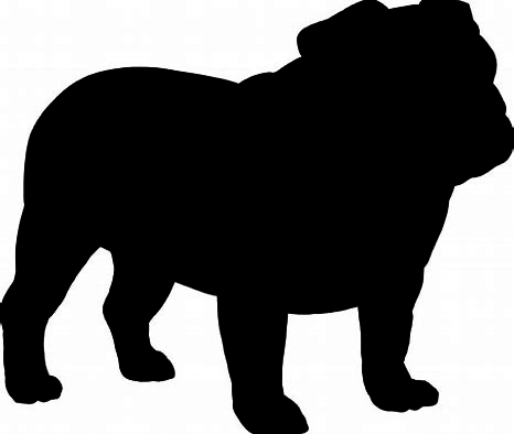 Bulldog 1