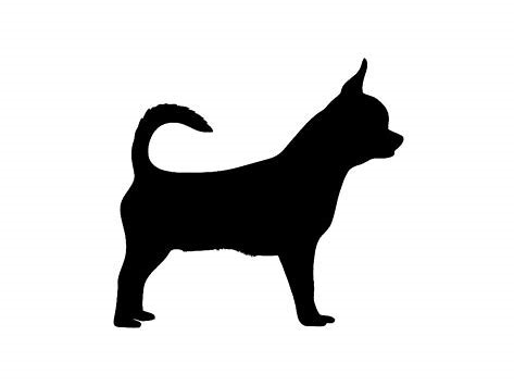 Chihuahua 1