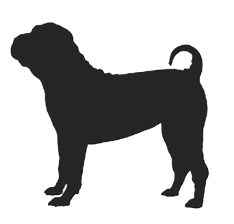 Chinese Shar Pei 1