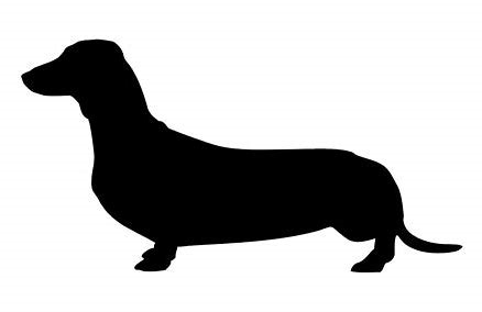 Dachshund 1