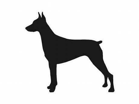Doberman Pinscher 1