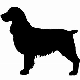 English Springer Spaniel 1