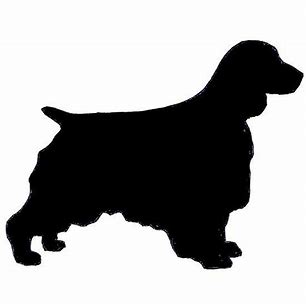 English Springer Spaniel 2