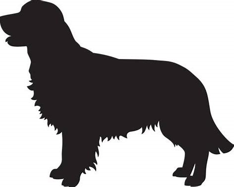 Golden Retriever 2