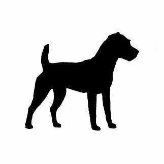 Jack Russell 4