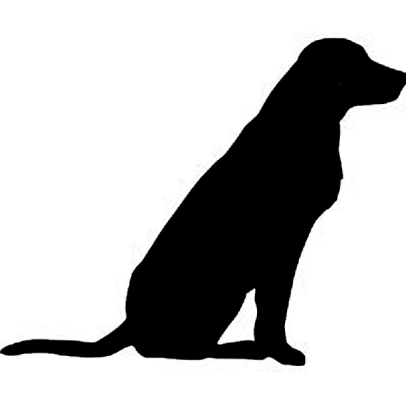 Labrador Retriever 2