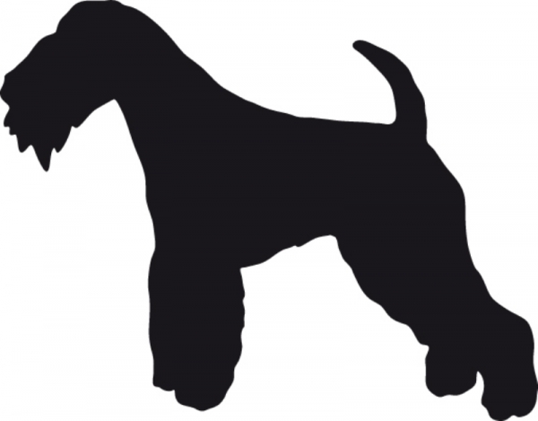 Lakeland Terrier 2