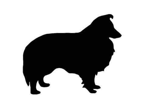 Shetland Sheepdog 1