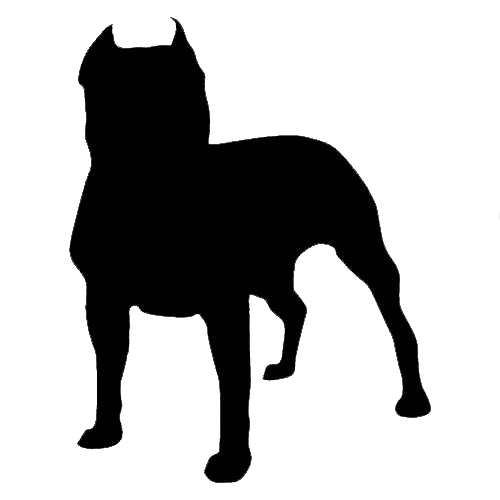 Staffordshire Bull Terrier 2