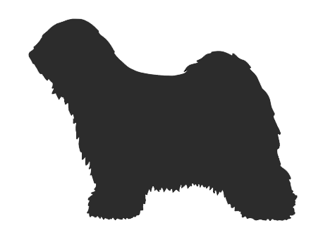 Tibetan Terrier 1