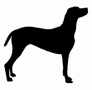 Vizsla 1