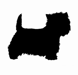 Westhighland White Terrier 1