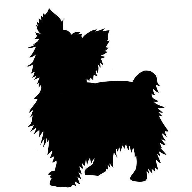 Yorkshire Terrier 2
