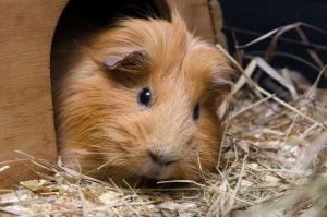 Guineapigs