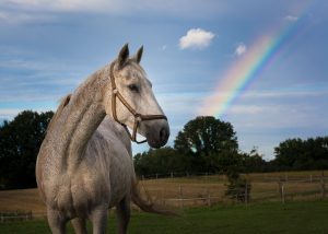 Horses