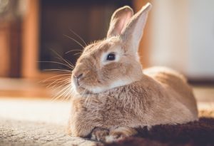 Rabbits
