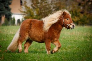 Pony