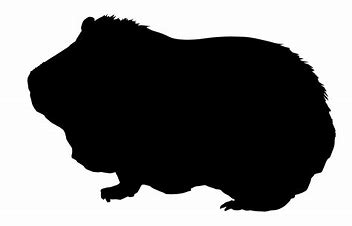 guineapig 1
